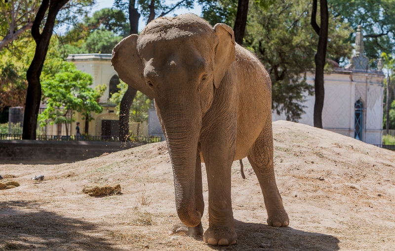 Elefanta Mara