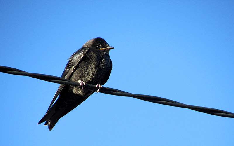 Ejemplar macho de golondrina negra posado sobre un cable en una zona urbana de Villa Ventana.